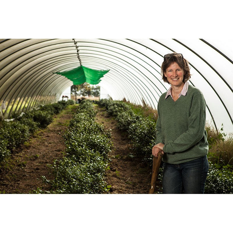 Kinnettles Gold Scottish Grown Tea