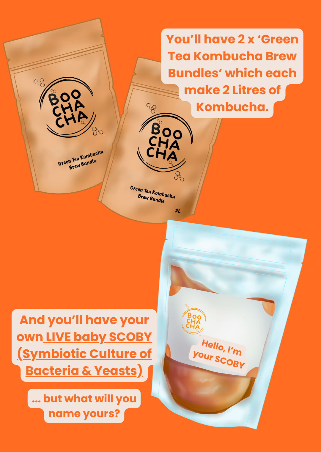 Basic Kombucha Starter Kit