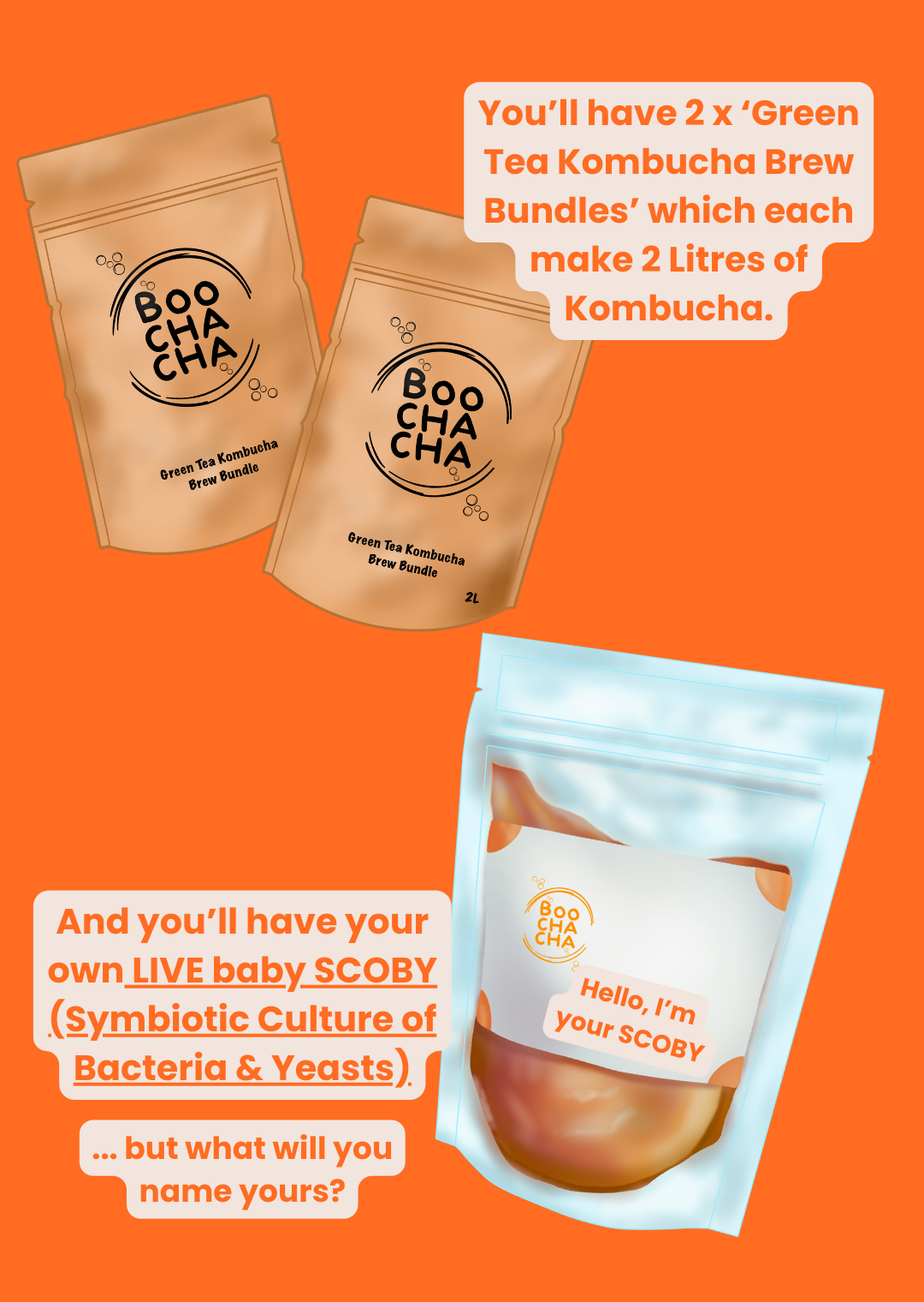 Luxury Kombucha Starter Kit - Gift Set